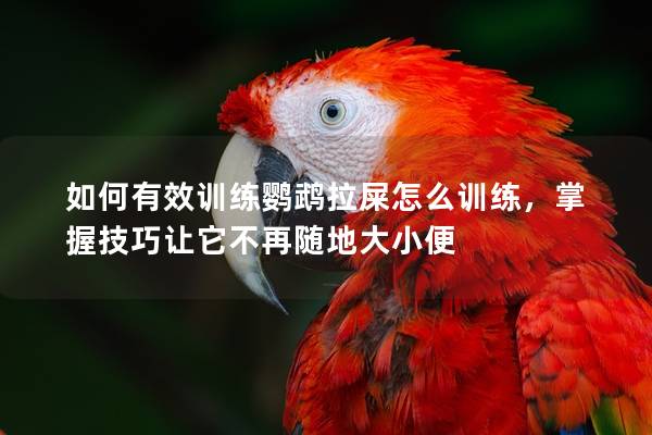 如何有效训练鹦鹉拉屎怎么训练，掌握技巧让它不再随地大小便