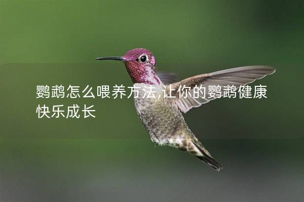 鹦鹉怎么喂养方法,让你的鹦鹉健康快乐成长