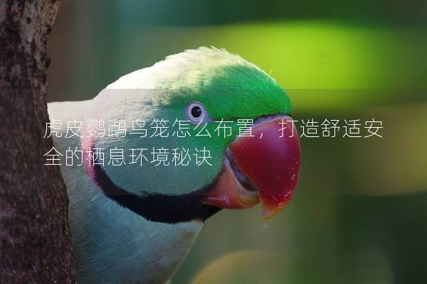 虎皮鹦鹉鸟笼怎么布置，打造舒适安全的栖息环境秘诀