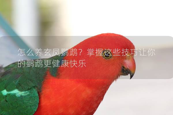 怎么养玄凤鹦鹉？掌握这些技巧让你的鹦鹉更健康快乐