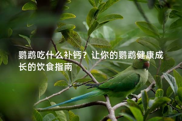 鹦鹉吃什么补钙？让你的鹦鹉健康成长的饮食指南