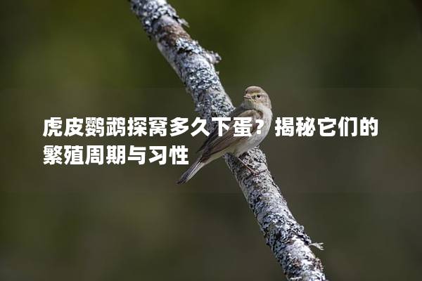 虎皮鹦鹉探窝多久下蛋？揭秘它们的繁殖周期与习性