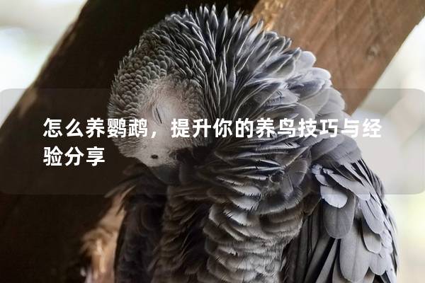 怎么养鹦鹉，提升你的养鸟技巧与经验分享