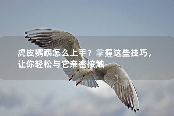 虎皮鹦鹉怎么上手？掌握这些技巧，让你轻松与它亲密接触