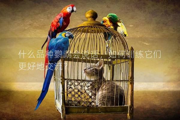 什么品种鹦鹉会说话，如何训练它们更好地交流？