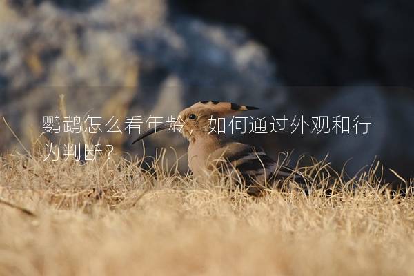 鹦鹉怎么看年龄，如何通过外观和行为判断？