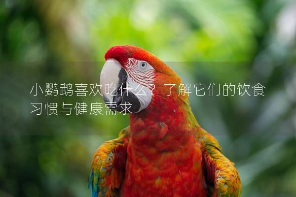 小鹦鹉喜欢吃什么？了解它们的饮食习惯与健康需求