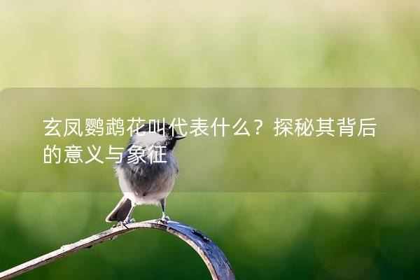 玄凤鹦鹉花叫代表什么？探秘其背后的意义与象征