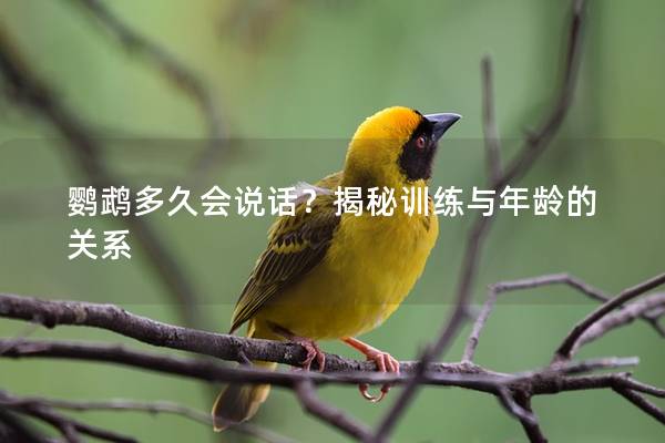 鹦鹉多久会说话？揭秘训练与年龄的关系