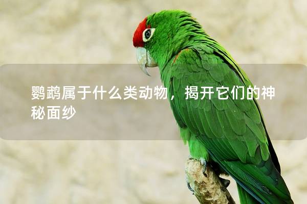 鹦鹉属于什么类动物，揭开它们的神秘面纱