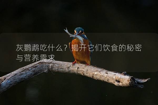 灰鹦鹉吃什么？揭开它们饮食的秘密与营养需求