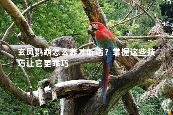 玄凤鹦鹉怎么养才听话？掌握这些技巧让它更乖巧