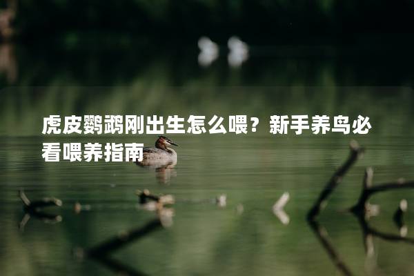 虎皮鹦鹉刚出生怎么喂？新手养鸟必看喂养指南