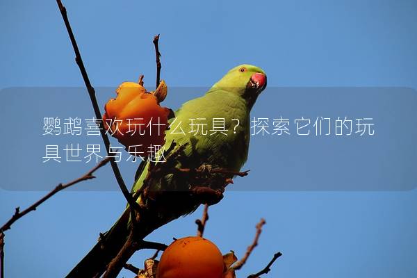 鹦鹉喜欢玩什么玩具？探索它们的玩具世界与乐趣