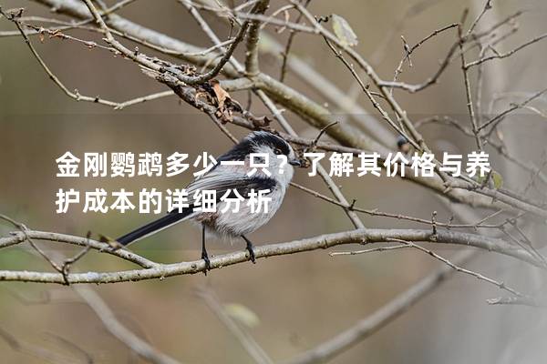 金刚鹦鹉多少一只？了解其价格与养护成本的详细分析