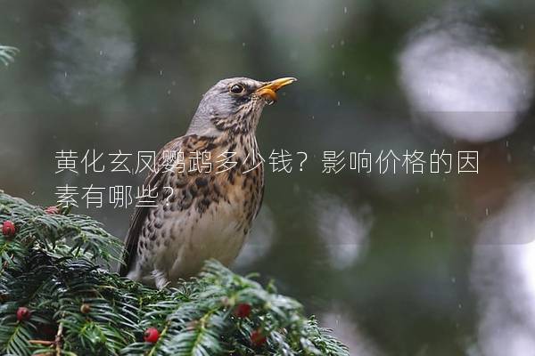 黄化玄凤鹦鹉多少钱？影响价格的因素有哪些？