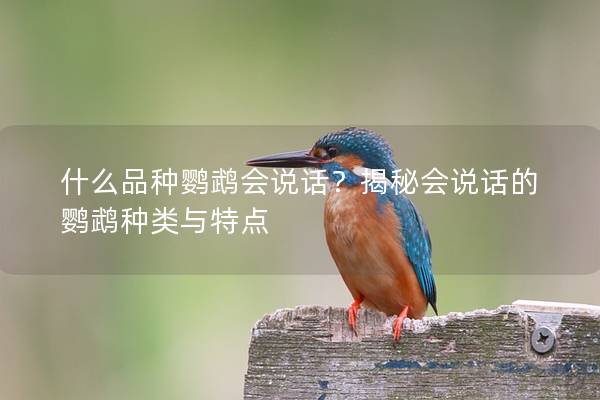什么品种鹦鹉会说话？揭秘会说话的鹦鹉种类与特点