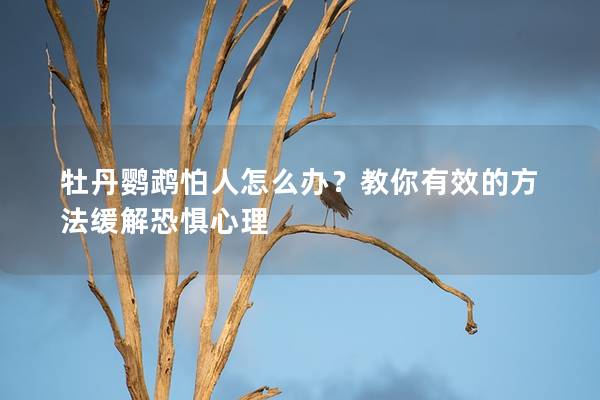 牡丹鹦鹉怕人怎么办？教你有效的方法缓解恐惧心理