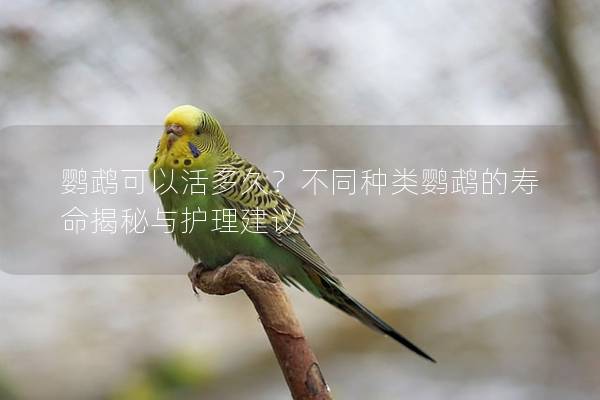 鹦鹉可以活多久？不同种类鹦鹉的寿命揭秘与护理建议