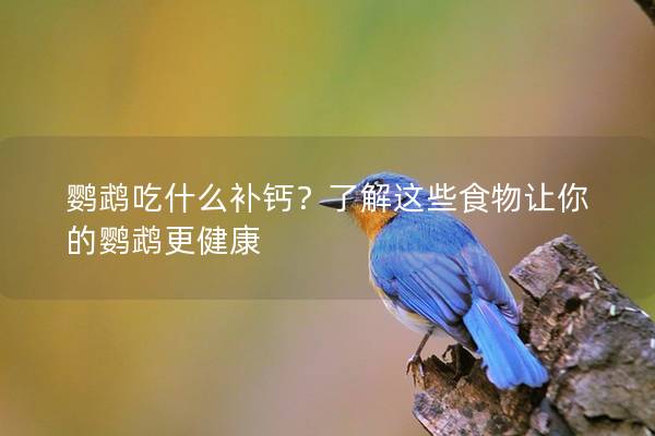 鹦鹉吃什么补钙？了解这些食物让你的鹦鹉更健康