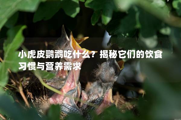 小虎皮鹦鹉吃什么？揭秘它们的饮食习惯与营养需求