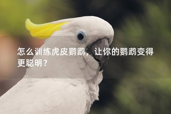 怎么训练虎皮鹦鹉，让你的鹦鹉变得更聪明？