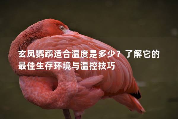 玄凤鹦鹉适合温度是多少？了解它的最佳生存环境与温控技巧