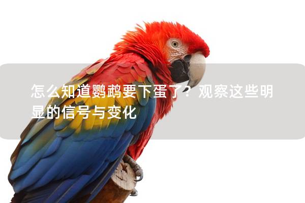 怎么知道鹦鹉要下蛋了？观察这些明显的信号与变化