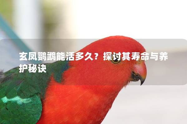 玄凤鹦鹉能活多久？探讨其寿命与养护秘诀
