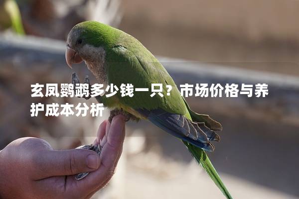 玄凤鹦鹉多少钱一只？市场价格与养护成本分析