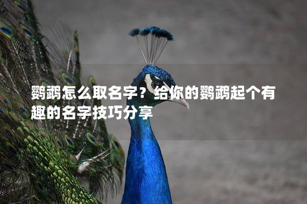 鹦鹉怎么取名字？给你的鹦鹉起个有趣的名字技巧分享