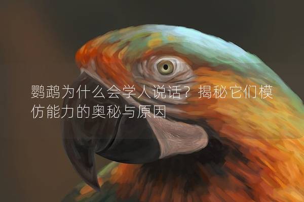 鹦鹉为什么会学人说话？揭秘它们模仿能力的奥秘与原因