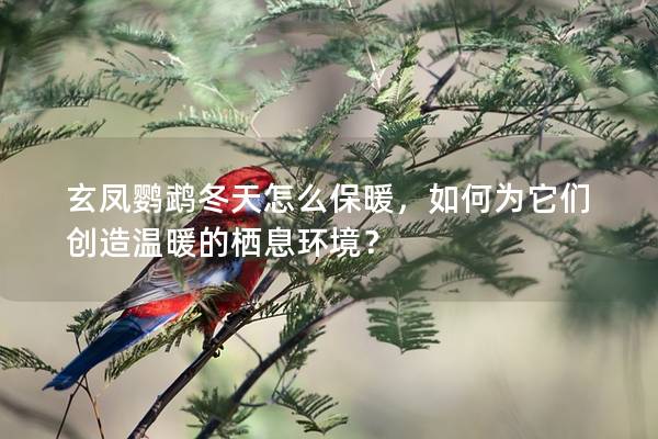 玄凤鹦鹉冬天怎么保暖，如何为它们创造温暖的栖息环境？
