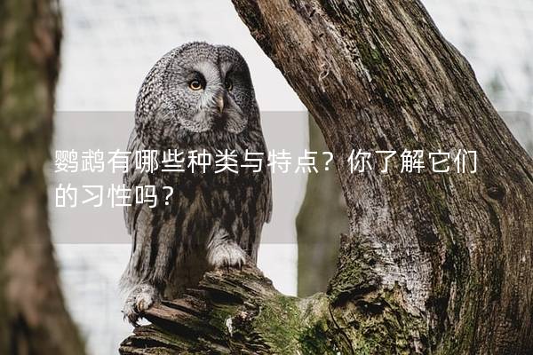 鹦鹉有哪些种类与特点？你了解它们的习性吗？