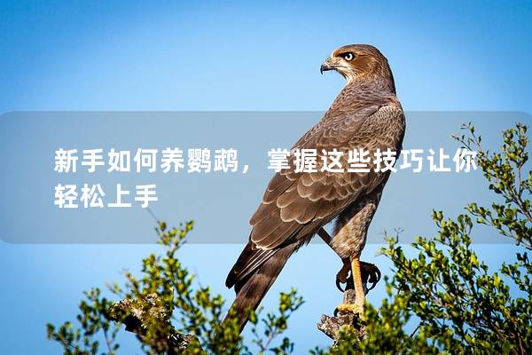 新手如何养鹦鹉，掌握这些技巧让你轻松上手
