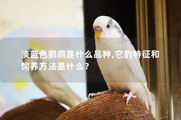 淡蓝色鹦鹉是什么品种,它的特征和饲养方法是什么？