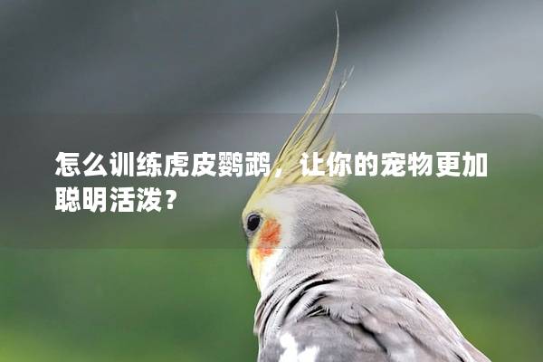 怎么训练虎皮鹦鹉，让你的宠物更加聪明活泼？