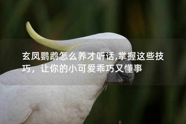 玄凤鹦鹉怎么养才听话,掌握这些技巧，让你的小可爱乖巧又懂事