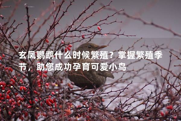 玄凤鹦鹉什么时候繁殖？掌握繁殖季节，助您成功孕育可爱小鸟