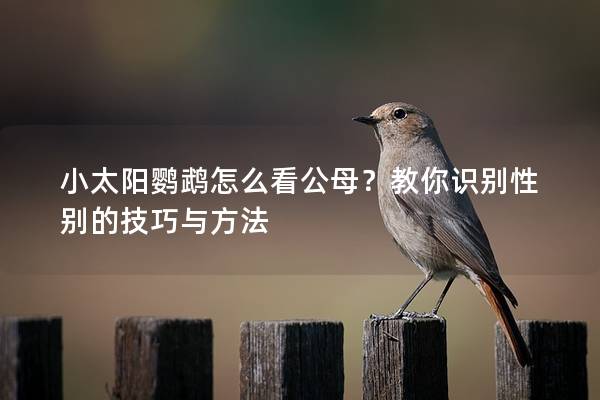 小太阳鹦鹉怎么看公母？教你识别性别的技巧与方法
