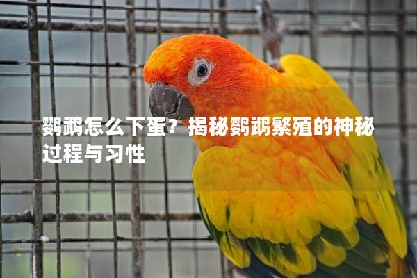 鹦鹉怎么下蛋？揭秘鹦鹉繁殖的神秘过程与习性