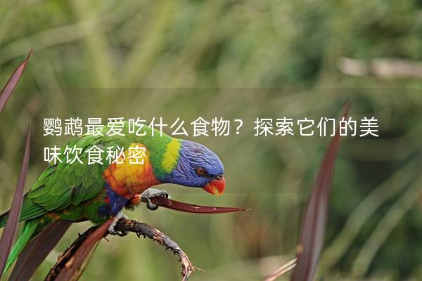 鹦鹉最爱吃什么食物？探索它们的美味饮食秘密