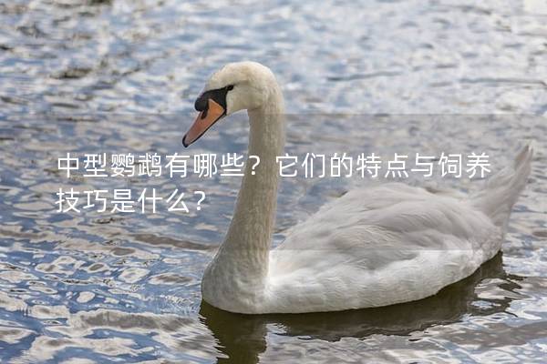 中型鹦鹉有哪些？它们的特点与饲养技巧是什么？