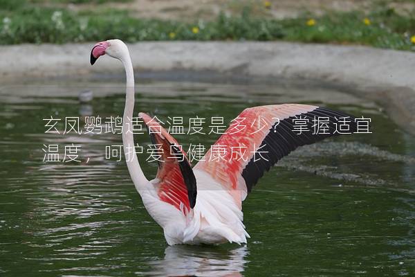 玄凤鹦鹉适合温度是多少？掌握适宜温度，呵护爱鸟健康成长