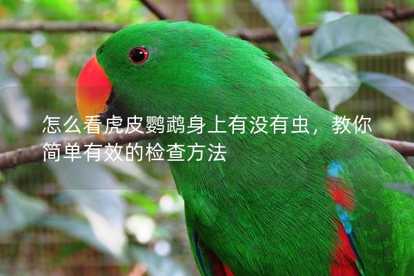 怎么看虎皮鹦鹉身上有没有虫，教你简单有效的检查方法