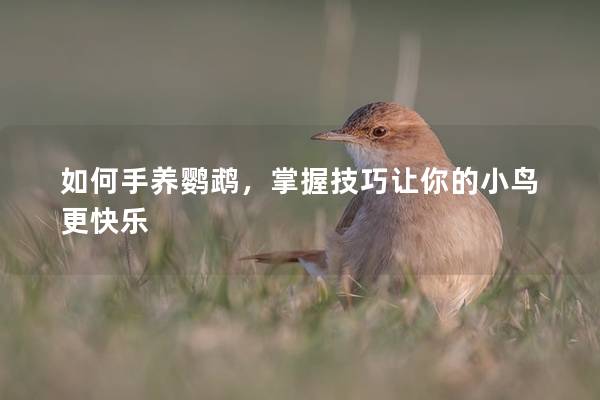 如何手养鹦鹉，掌握技巧让你的小鸟更快乐