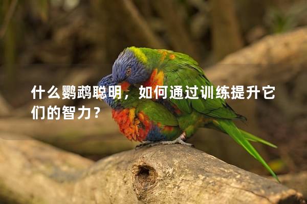 什么鹦鹉聪明，如何通过训练提升它们的智力？