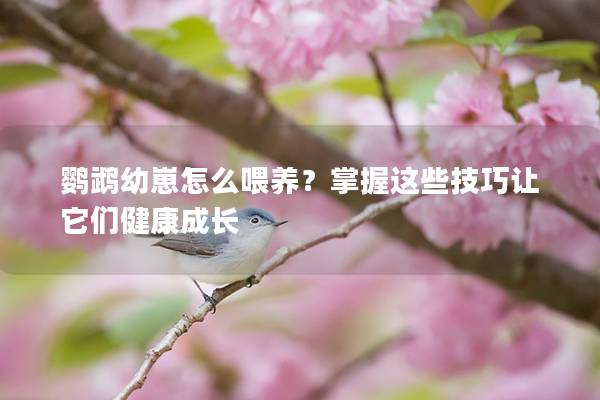 鹦鹉幼崽怎么喂养？掌握这些技巧让它们健康成长