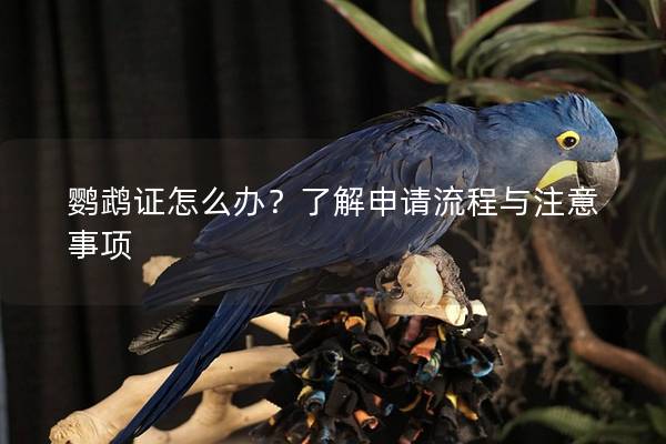 鹦鹉证怎么办？了解申请流程与注意事项