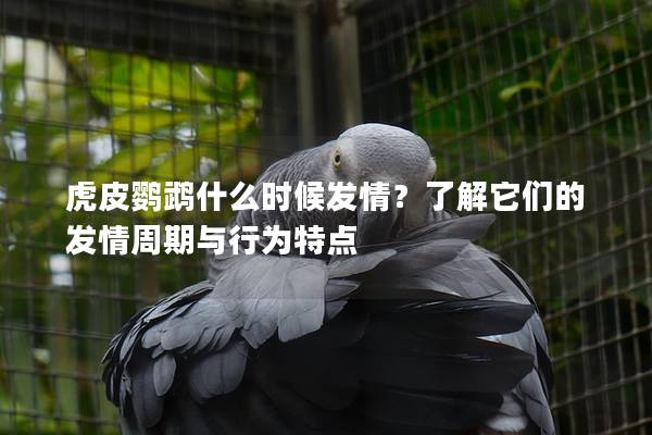 虎皮鹦鹉什么时候发情？了解它们的发情周期与行为特点